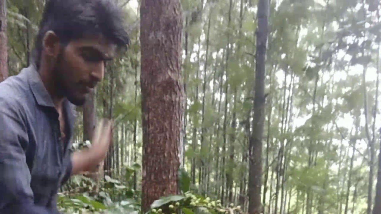 Yercaud Coffee Estate In Tamilnadu YouTube