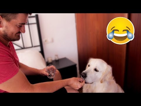 my-funny-dog-&-me-eat-invisible-food-[prank-on-my-retriever]