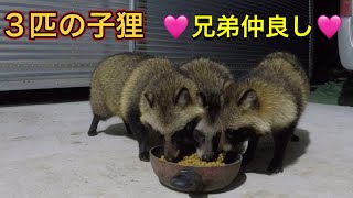 【3匹の子狸】♡兄弟仲良し♡ かわいい