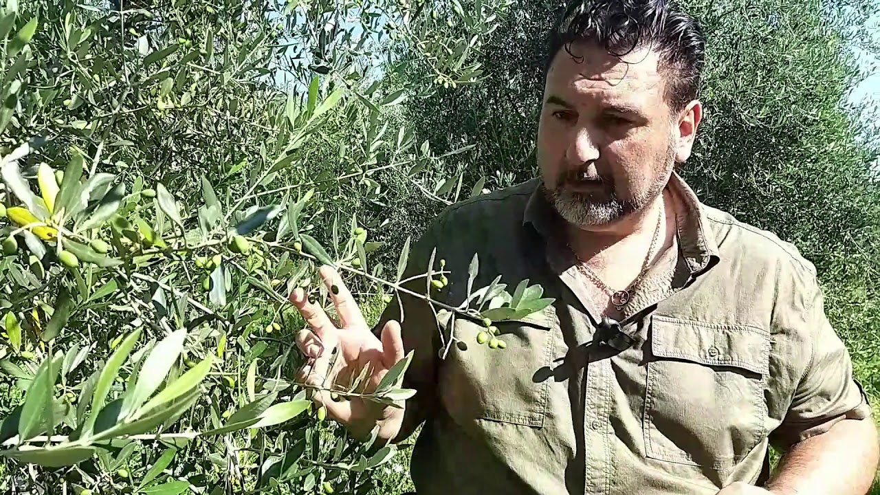 Territori BIO: la potatura estiva dell'ulivo