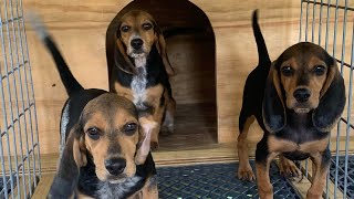 BEAGLE PUPPIES GETTING READY TO BECOME RABBIT DOGS.