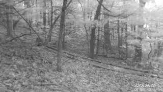 Mojo Critter Cam - 09222020 Coyotes (3)