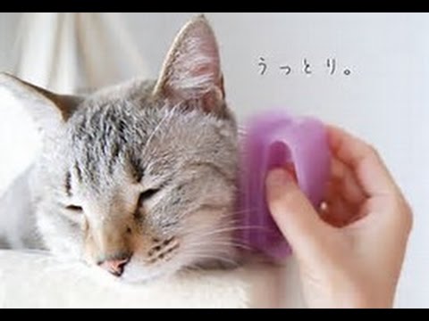 かわいい猫 究極のマッサージ 気持ち良い顔してますねww Youtube かわいい猫 究極のマッサージ 気持ち良い顔してますねww Youtube