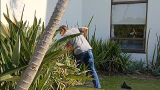 SPITTING COBRA AT A POPULAR HOTEL AND RESORT!!!