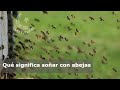 ¿Qué significa soñar con abejas? ✅  - Sueñomania