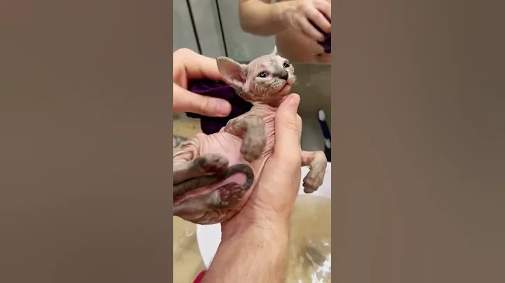 Video 11876421: sphynx kitten bathing, sphynx kittens first, sphynx kitten cute