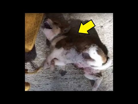 Video: Er et hundebitt et stikksår?