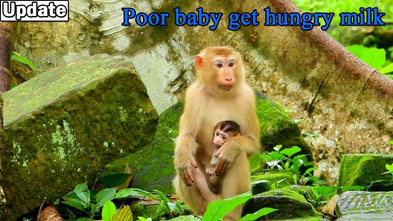 Cute baby monkey Rainbow got kidnap baby young monkey Katrina till get hungry milk