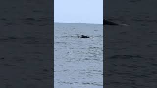 A Whale? We Love It! 🐳