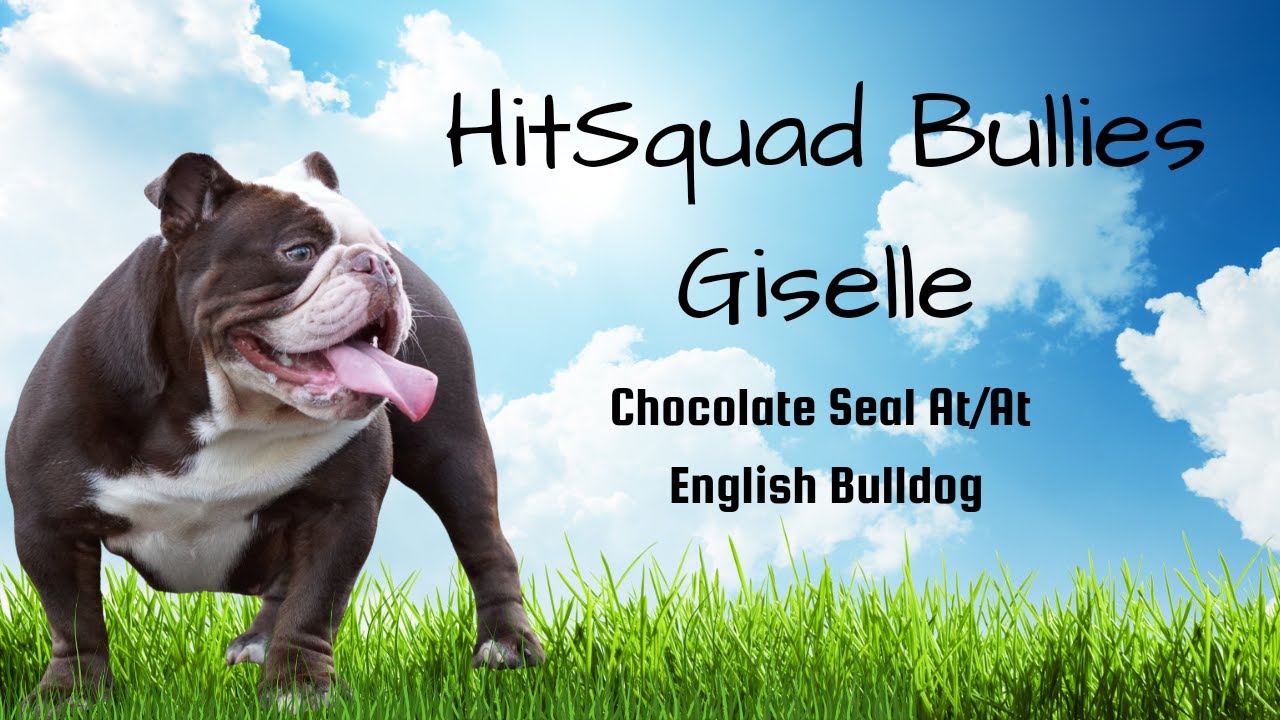 Chocolate English Bulldog HitSquad Bullies Giselle