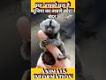 Pygmy Marmoset Information in Hindi । Facts about monkey । दुनिया का सबसे छोटा बंदर #shorts #monkey
