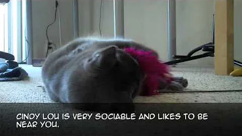 Watch the video about ADOPTED! MCA Presents Cindy Lou!