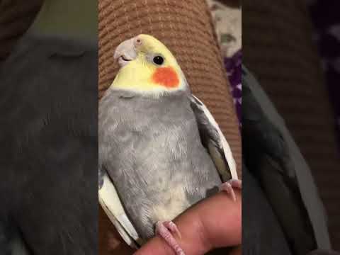 دلتون میاد لایک نکنید خواننده آهنگ ریمیکس رپ عروس    آلمان