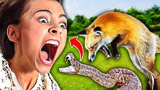 10 Most Dangerous Animals- that asked Humans for Help!