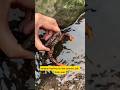 Awas kena capit kepiting, ada caranya ⁉️ #trending #shorts