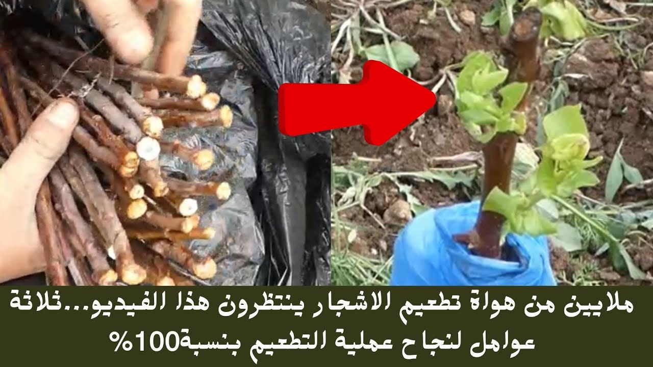 ملايين من هواة تطعيم الاشجار ينتظرون هذا الفيديو...ثلاثة عوامل لنجاح عملية التطعيم بنسبة100%