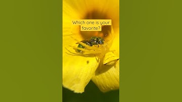 My favorite macro mobile slow motion videos🫶#macrophotography#mobilephotography#naturephotography