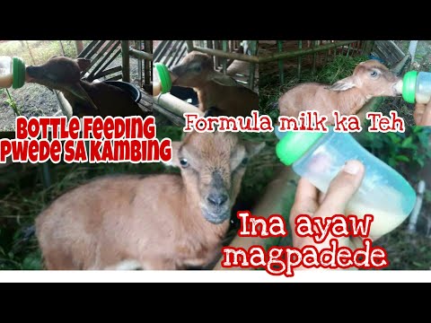 Video: Paano Magbigay Ng Gatas Ng Kambing Sa Isang Sanggol