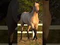 Quarter Horse video 🐎 #horse #quarterhorse