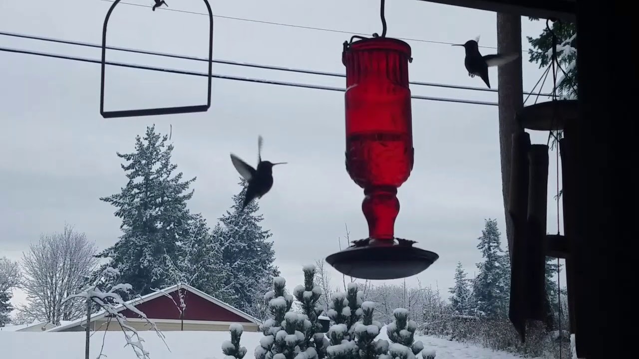 Hummingbird Battle 