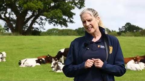 One Health (Part 1) - Antimicrobial Resistance (AMR): A crisis that needs action now