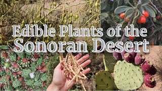 8 Edible Wild Plants of Arizona's Sonoran Desert (And How to Use Them!!!)