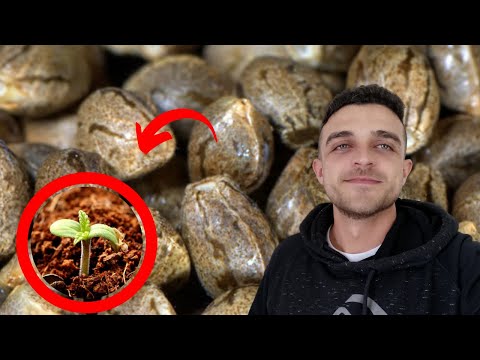 Vídeo: O que eu faço se minhas sementes não germinarem?