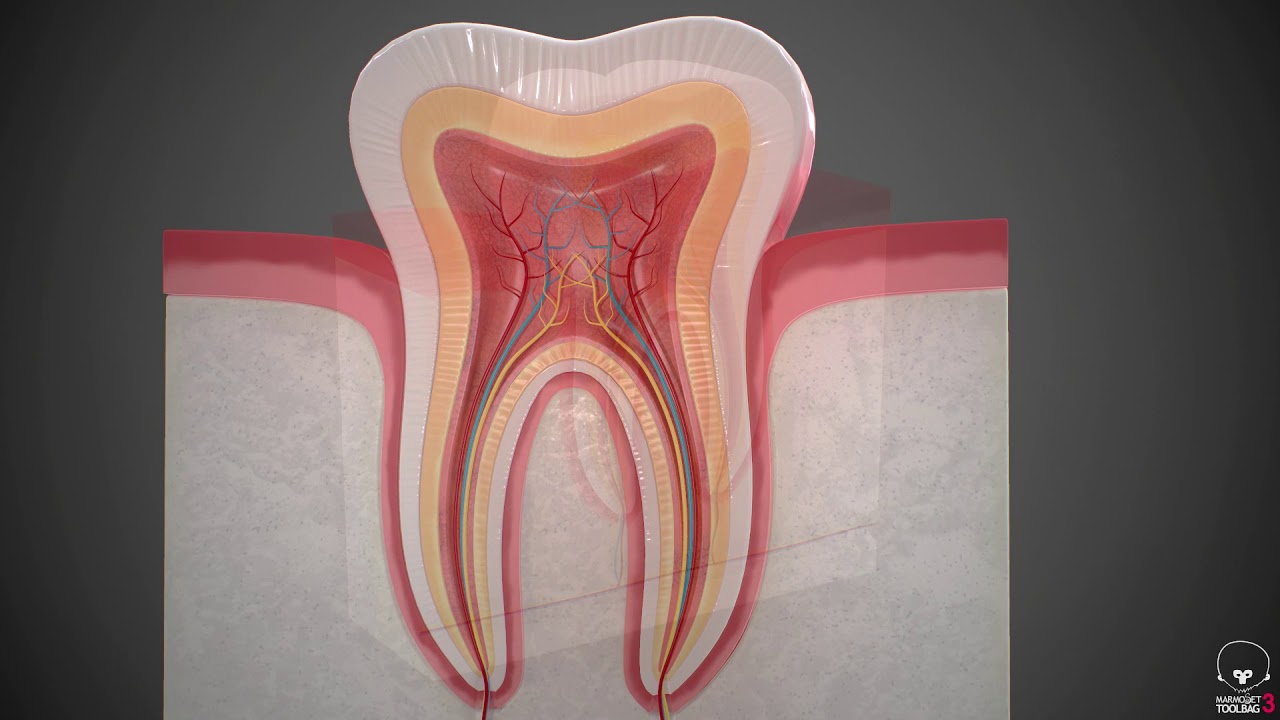 dental diagrams dental diagrams