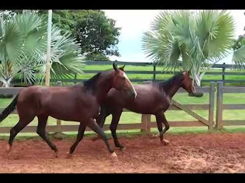 LOTE 31 - LUMINUS E MASCOTY CRISTAL PVB