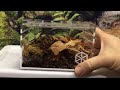 Tarantula cribs enclosure review how do they work for isopods