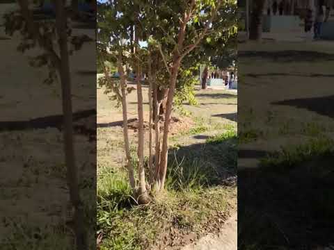 نصرت البدر وعيونك ماحد يحبها بكد