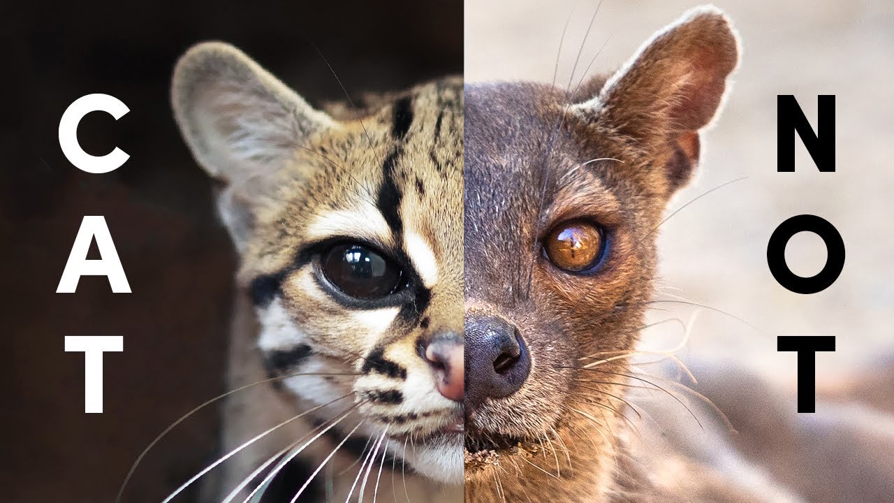The Closest Extant Relatives To Cats (Alive Right Meow)