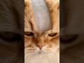 【AI Comedy | Baby & Family】The Look of Betrayal ✂️🐱