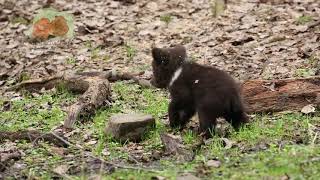 THE BEAR CUBS CONTINUE EXPLORING THE FOREST