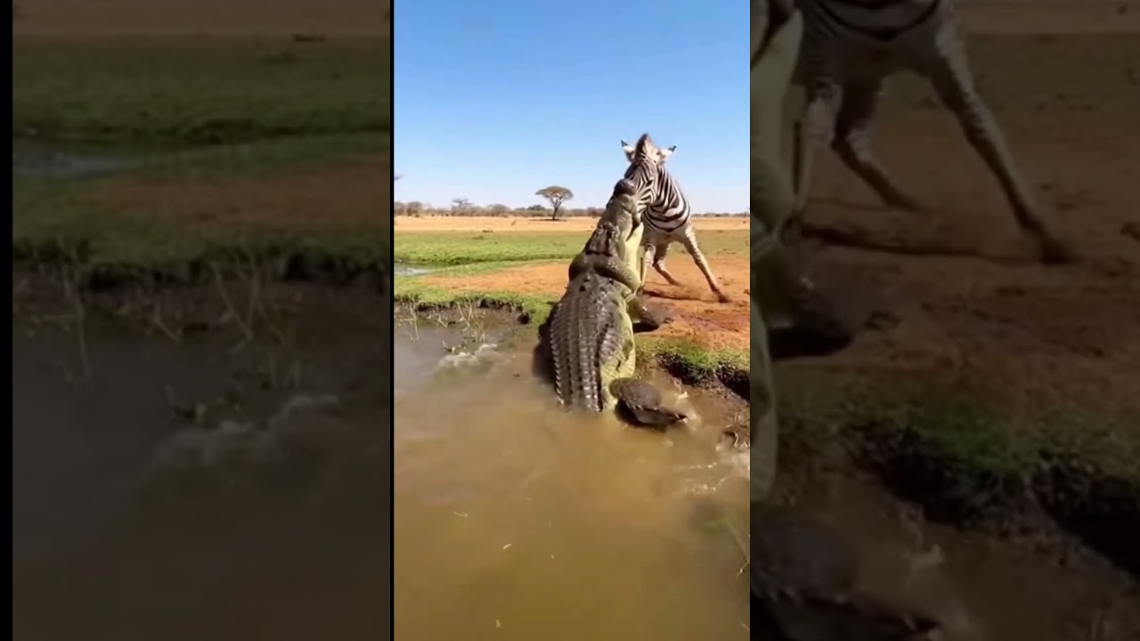Hippo Saves Antelope From Crocodile Attack 😱 | Wildlife Horror Rescue