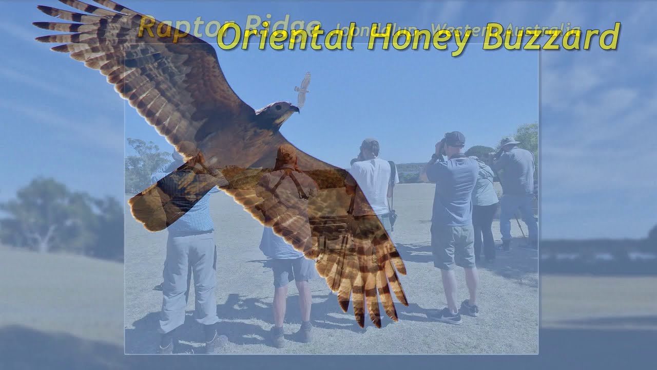 Oriental Honey Buzzards 