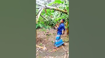Harvesting bananas by hand: a traditional method process