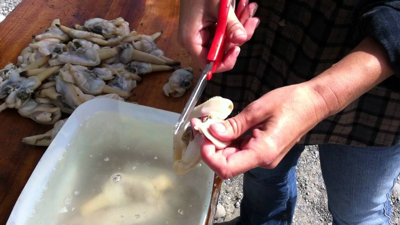 cleaning razor clams.MOV - YouTube