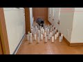 トイレットペーパーの芯チャレンジ