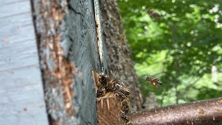 Как поймать бродячий рой пчёл?! 4 ловушки из 8 сработали!