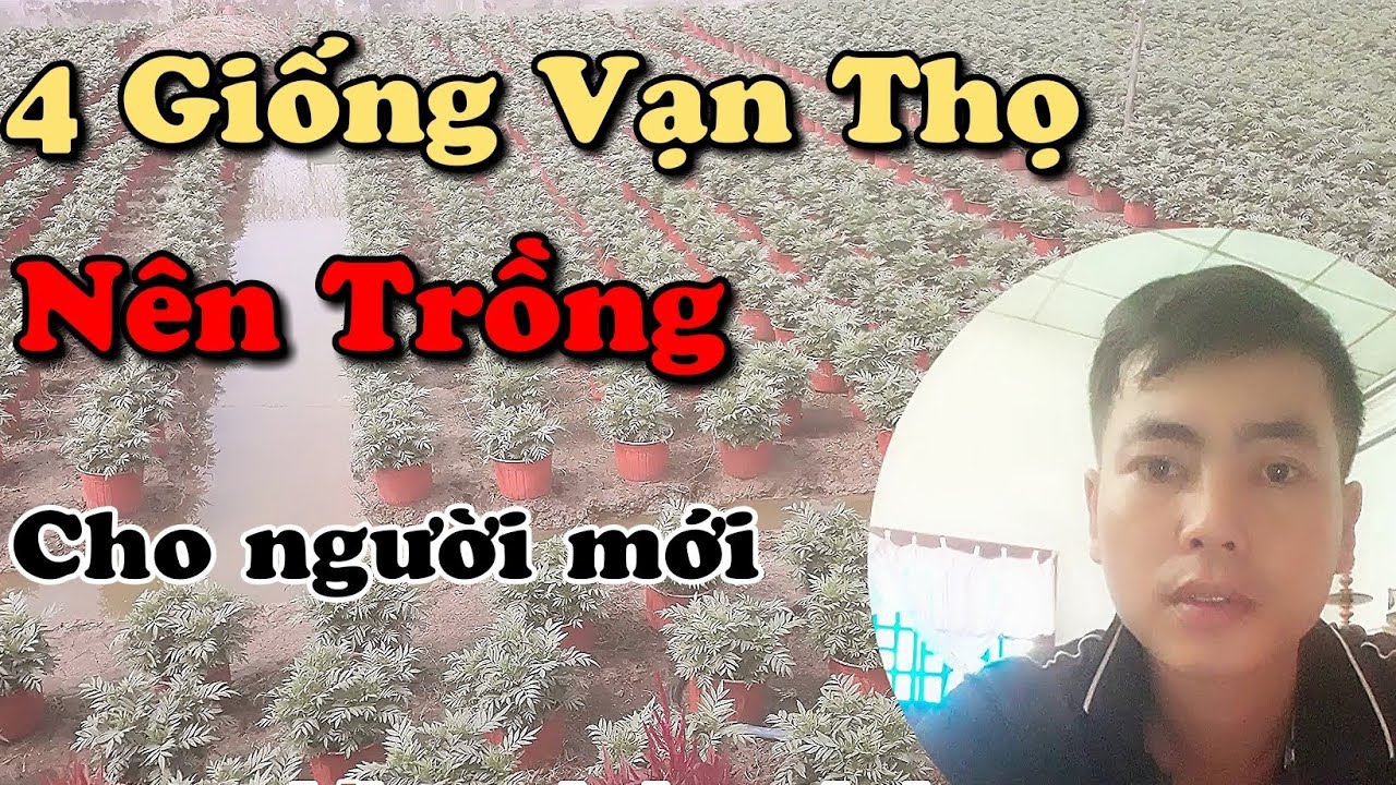 4 giống vạn thọ tết nên chọn cho người mới | trồng hoa tết 2024