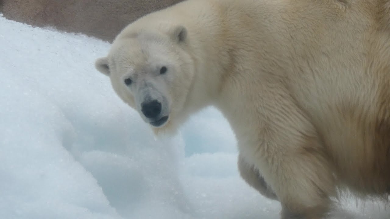 20231110「見てる?」観覧側をよく見るミユキ YouTube