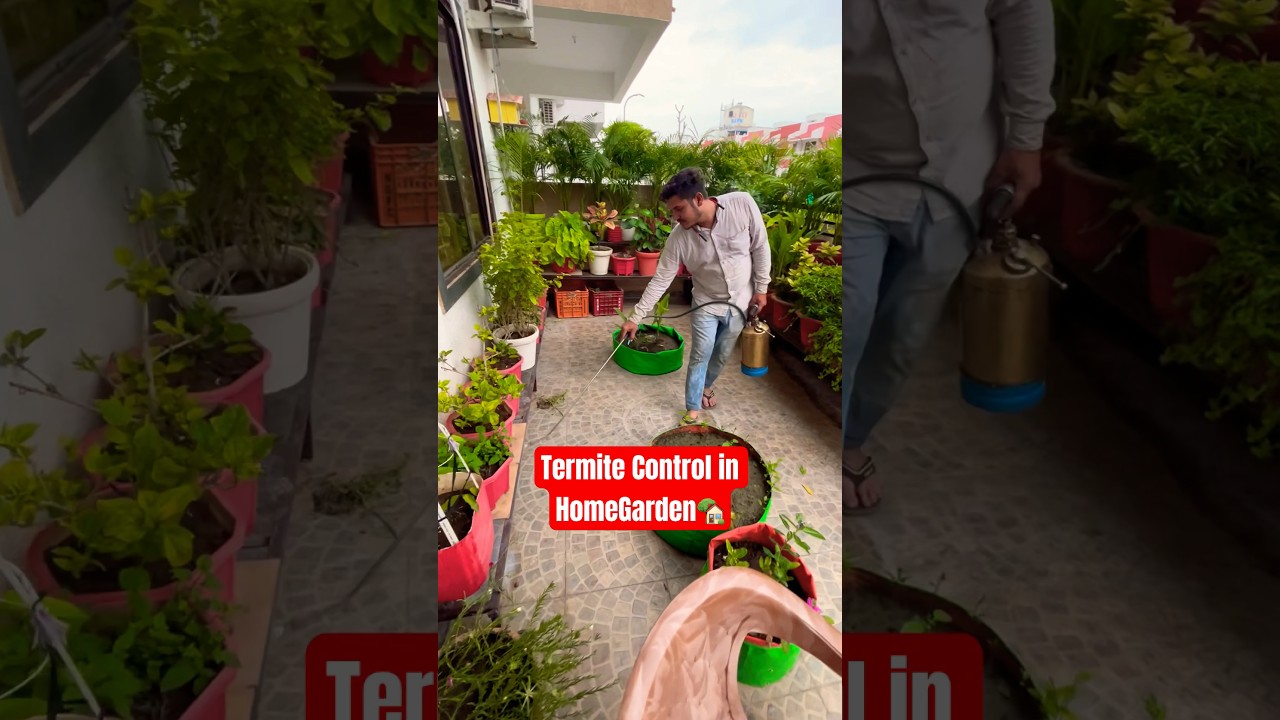 Pest Control Service for Home and Gardens | Herbal Pest Control Service in MP