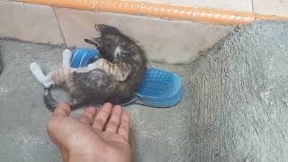 This little cat really likes to disturb his sleeping mother ( kucing kecil ini suka sekali  jail ) by Vi On 41 views 7 months ago 5 minutes, 3 seconds