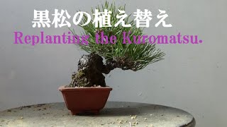 春嘉の盆栽工房 ＃28 小品黒松の植え替え Replanting the Shohin