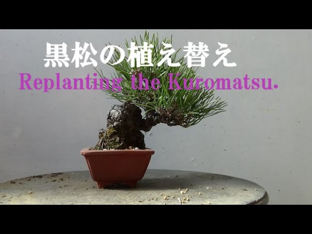 春嘉の盆栽工房 ＃28 小品黒松の植え替え Replanting the Shohin