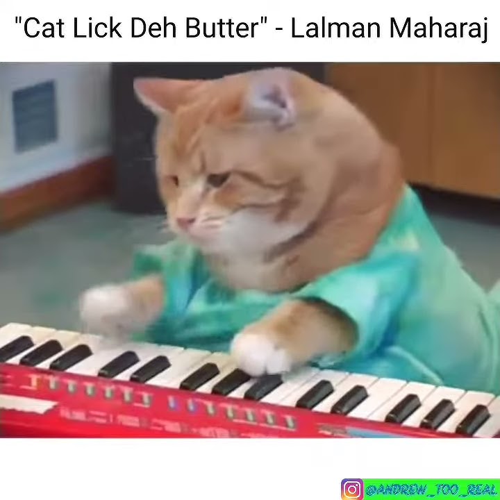 The cat lick de butter.