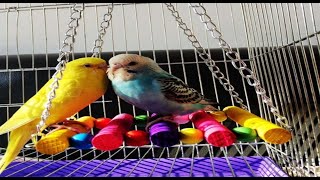 Meet My Sweet Budgies