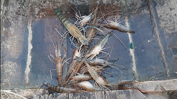 Câu tôm sông tiền,một ngày câu ít tôm,nhưng toàn tôm to