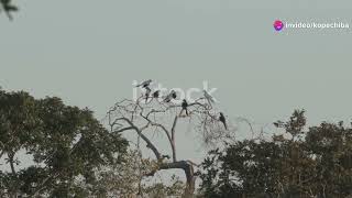 Toucan Tango Brazils Tropical Birds In Technicolor